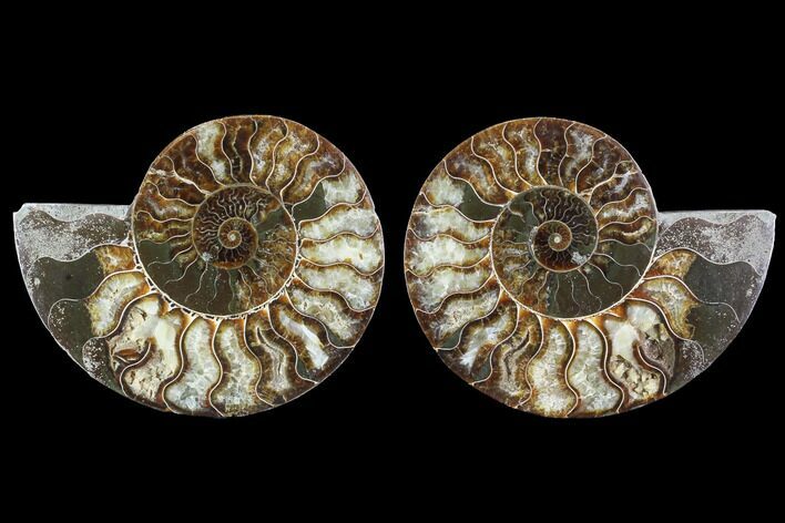 Cut & Polished Ammonite Fossil - Agatized #91162